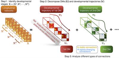 Spatiotemporal Analysis of Developing Brain Networks